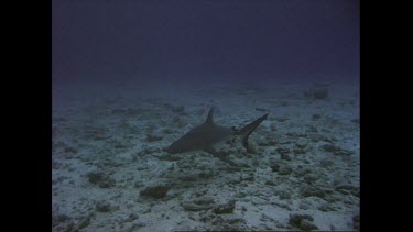 shark swims on ocean floor and picks up fish meat