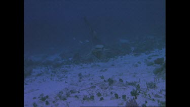 White tip swims with fish in its mouth