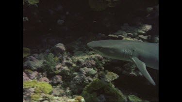 Valerie feeds shark, next to rocks