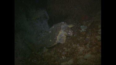 Loggerhead turtle sleeps, Valerie feeling it