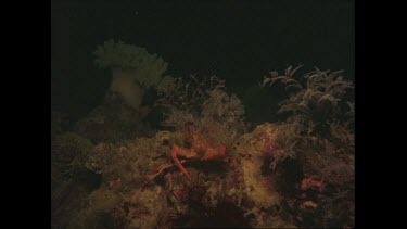 Crab puts stinging hydroid on its shell at night.