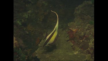 Moorish idol swimming