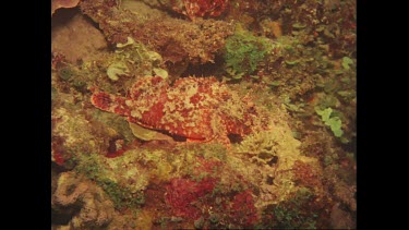 scorpion fish and Valerie poking it