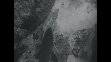 black and white, Grey nurse sharks swimming over rocks
