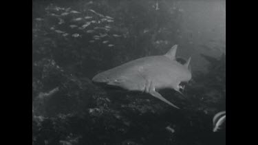 black and white, Grey nurse sharks swimming over rocks