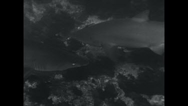 black and white, Grey nurse sharks swimming over rocks