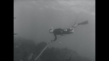 black and white, diver on surface shoots grey nurse, speared grey nurse swims and thrashes desperately