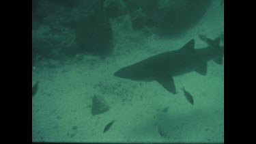 Grey shark formation. 1960s