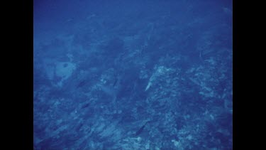 Grey nurse shark shot
