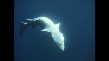 dead Grey nurse shark floats to surface of clear blue water