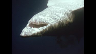 zoom in to Cu of dead shark