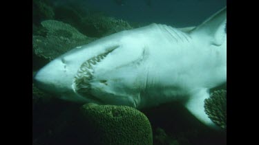 Valerie drags dead shark to surface