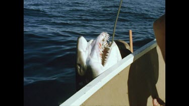 man and valerie pull shark onto boat