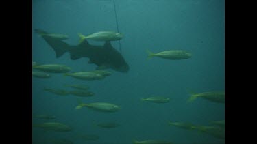 Shark with spear in head dragged through water