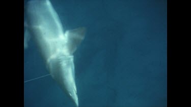 diver dragging dead shark