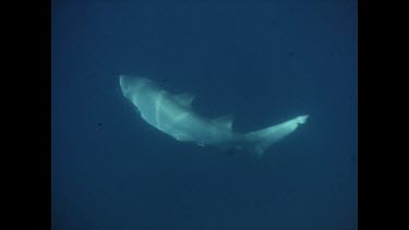 diver dragging dead shark to boat