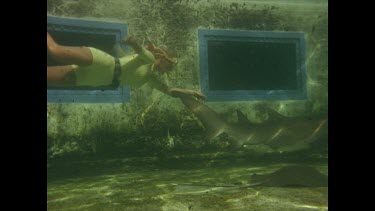 valerie swimming with shark in pool