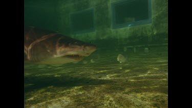 shark swimming slowly in pool