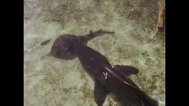 workmen clean pool,sharks swims