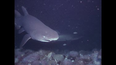 grey nurse swims over rocks