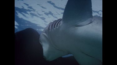 Rod Fox, mock shark attack stills