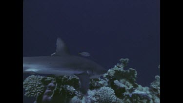 divers photographing reef shark feeding