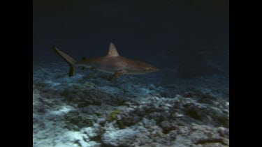 divers photographing reef shark