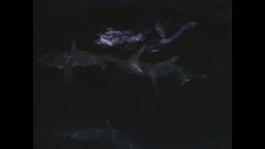 people in boat photographing feeding sharks at surface