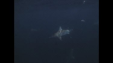 Spinner sharks feeding on fish scraps