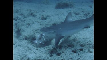 Black tip feeding, valerie