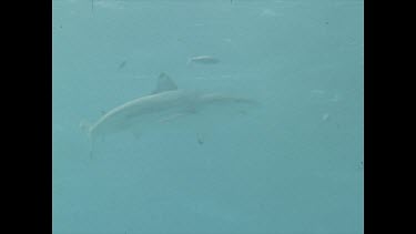 Black tip swims through water