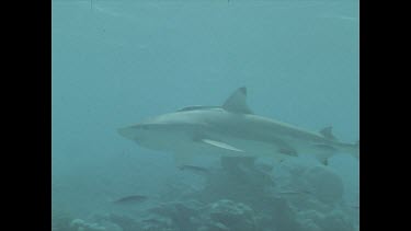 Black tip swims through water