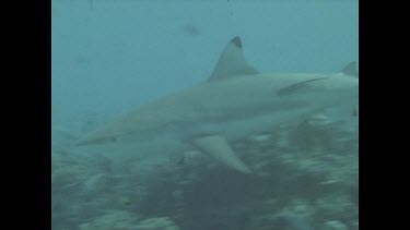 Black tip swims through water