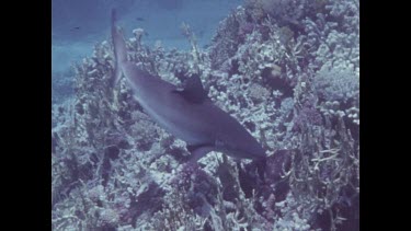 shark takes fish in mouth and swims off
