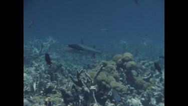 white tip shark swimming over coral