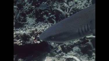 white tip shark swimming over coral