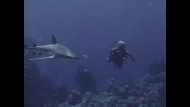 grey reef shark swimming divers photograph