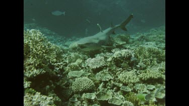 grey reef shark swimming