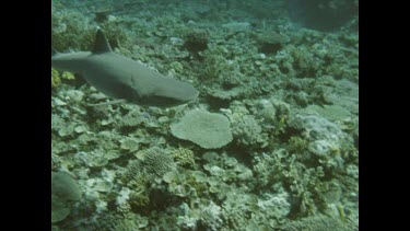grey reef shark swimming