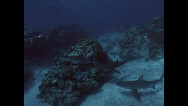 Sharks squabling over food