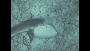 grey reef shark swimming