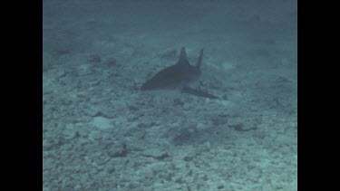 grey reef followed by remora, following pilot fish