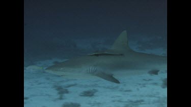 grey reef followed by remora, following pilot fish