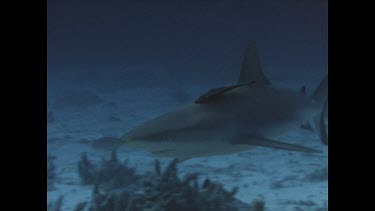 grey reef shark swimming