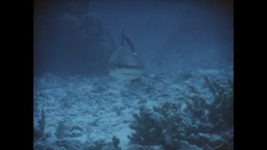 Valerie feeding shark