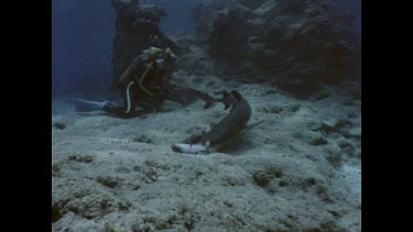 shark feeding