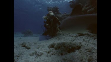 shark swimming near valerie