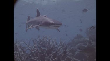 shakr and remora swimming