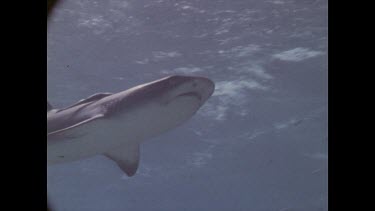 shark swimming overhead