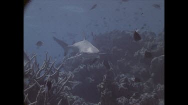 shark swimming